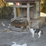 漲水御嶽の猫たち-2016年