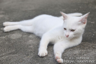 漲水御嶽の白猫-2016年