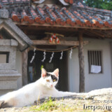 漲水御嶽の猫-2017年