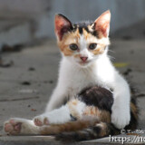 漲水御嶽の子猫-2018年