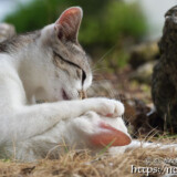 漲水御嶽の猫たち-2018年