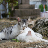 漲水御嶽の猫たち-2018年