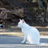 漲水御嶽の猫たち-2018年