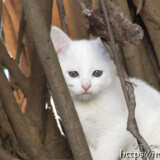 漲水御嶽の双子の白子猫-2018年