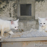 漲水御嶽の双子の白子猫-2018年