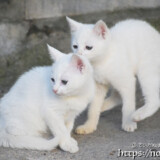 漲水御嶽の双子の白子猫-2018年