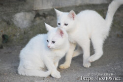 漲水御嶽の双子の白子猫-2018年