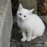 漲水御嶽の白い子猫-2018年