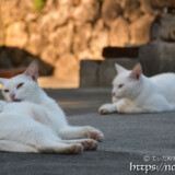 漲水御嶽の双子の白猫-2018年