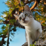 漲水御嶽の猫-2019年
