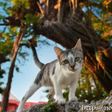 漲水御嶽の猫-2019年-