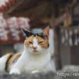 漲水御嶽の猫-2019年