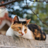 漲水御嶽の猫-2019年