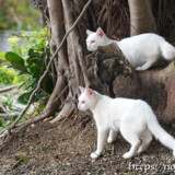 漲水御嶽の双子の白猫-2019年
