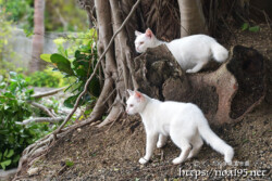 漲水御嶽の双子の白猫-2019年
