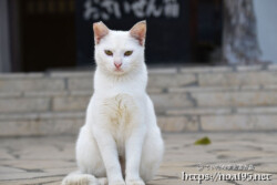 漲水御嶽の白猫-2019年