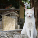 漲水御嶽の猫-2020年