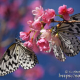 寒緋桜にとまる2匹のオオゴマダラ