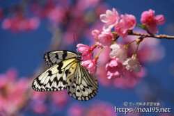 寒緋桜とオオゴマダラ