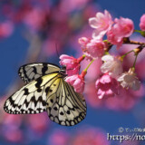 寒緋桜とオオゴマダラ