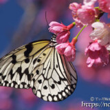寒緋桜の蜜を吸うオオゴマダラ