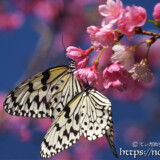 寒緋桜にとまる2匹のオオゴマダラ