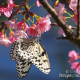 寒緋桜の蜜を吸うオオゴマダラ