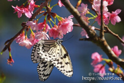 寒緋桜の蜜を吸うオオゴマダラ