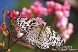 寒緋桜と羽を広げたオオゴマダラ