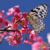 寒緋桜の蜜を吸うオオゴマダラ