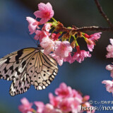 寒緋桜とオオゴマダラ