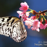 寒緋桜の蜜を吸うオオゴマダラ