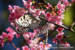 寒緋桜と2匹のオオゴマダラ