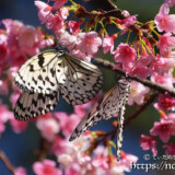 寒緋桜と2匹のオオゴマダラ