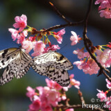 寒緋桜にとまる2匹のオオゴマダラ