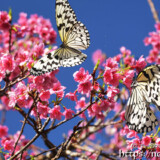 寒緋桜の周りを飛び交うオオゴマダラ