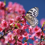 寒緋桜とオオゴマダラ