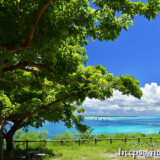 大木と海の風景-牧山展望台広場