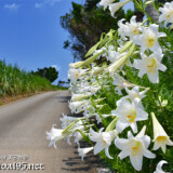道路脇に咲くテッポウユリ