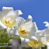 清楚な白い花-テッポウユリ