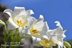 清楚な白い花-テッポウユリ