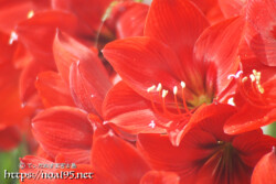 華やかな大輪の花-アマリリス-