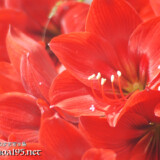 華やかな大輪の花-アマリリス-