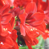 華やかな大輪の花-アマリリス