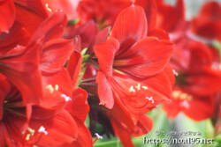 華やかな大輪の花-アマリリス