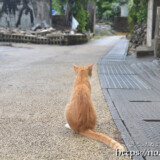 集落の道にいた野良猫-大神島