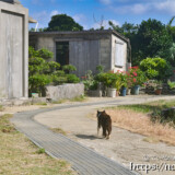 集落の道にいた野良猫-大神島