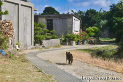 集落の道にいた野良猫-大神島