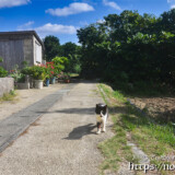 集落の道にいた野良猫-大神島