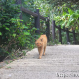 集落の道にいた野良猫-大神島